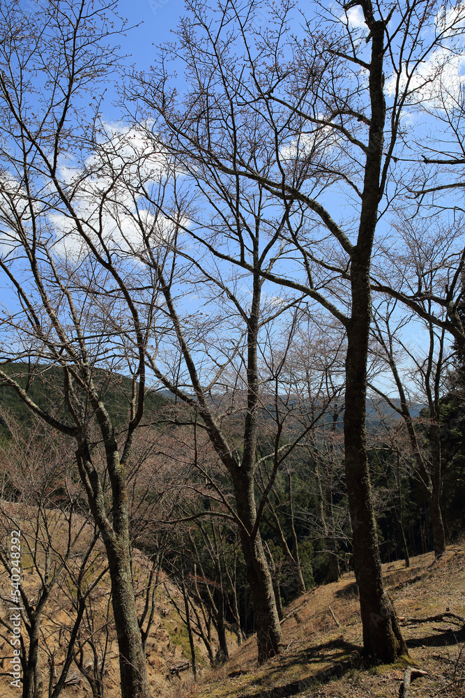 吉野山の登山道