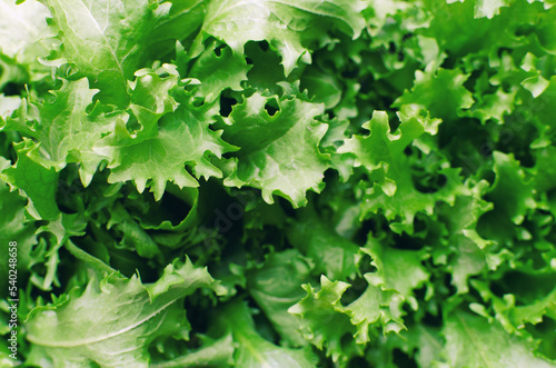 fresh lettuce salad close-up