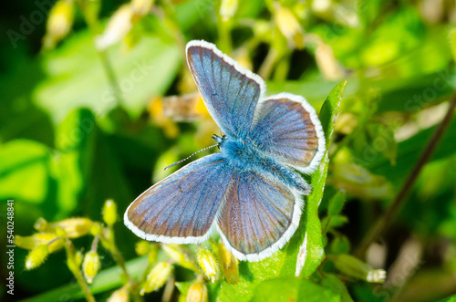 Blauer Schmetterling über grünem Untergrund