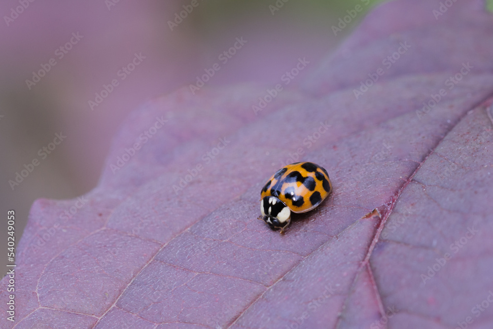 Biedronka azjatycka na liściu jesienią