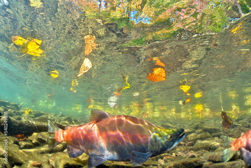 Lake Kussharo, Hokkaido Underwater photography of kokanee salmon in autumn