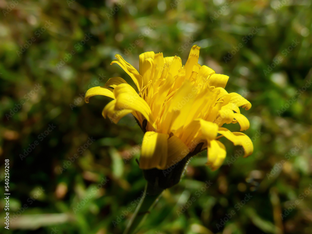 Fototapeta premium Nice looking yellow plant in the woods.