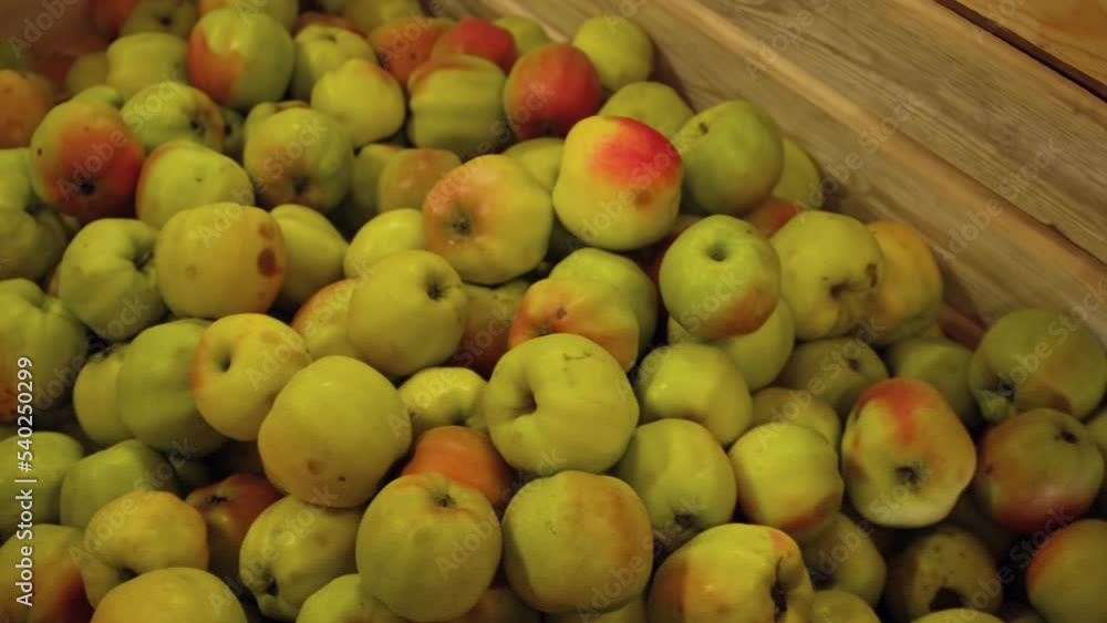 Apples in Wood Crates Ready for Shipping. Cold Storage Interior. Large Distribution Warehouse with Apples. Video Footage for Advertising. Juice, Cider, Vinegar Production. Food Factory. Fruit Industry Apples in Wood Crates Ready for Shipping. Cold Storage Interior. Large Distribution Warehouse with Apples. Video Footage for Advertising. Juice, Cider, Vinegar Production. Food Factory. Fruit Industry