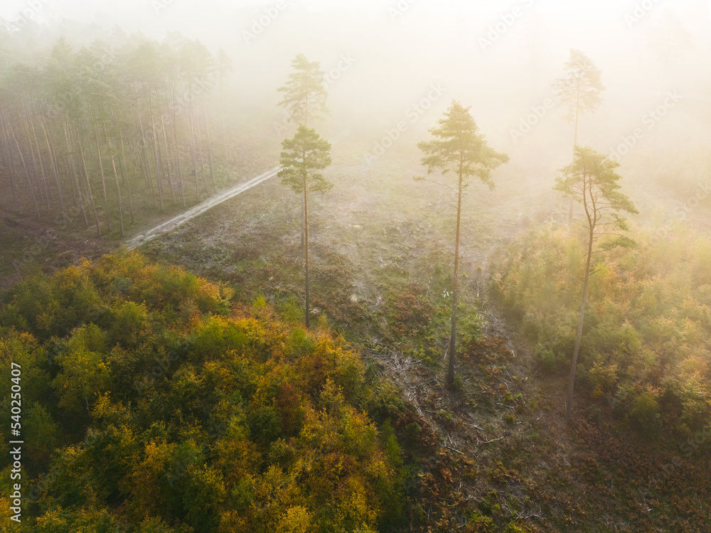 tajemniczy las we mgle widziany z góry lub bory iglaste jesienią - obrazy, fototapety, plakaty 