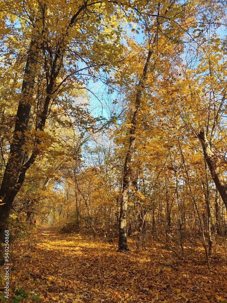 Forest trees in autumn, fallen leaves. Lovely autumn background.