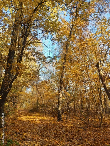 Forest trees in autumn, fallen leaves. Lovely autumn background. © OLiAN_ART