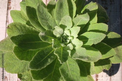 Dziewanna Verbascum roślina lecznicza ziołowa