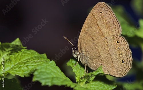 Fotografie Macro shot of a brown hermes satyr butterfly on a plant