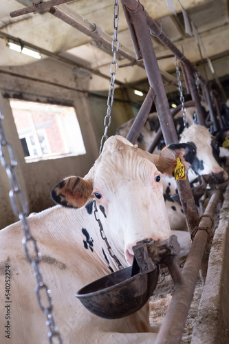 portrait of white holshtain cow resting  at farm. dairy industry photo