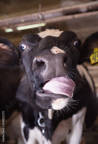 funny portrait of  cow posing  at farm. dairy industry photo