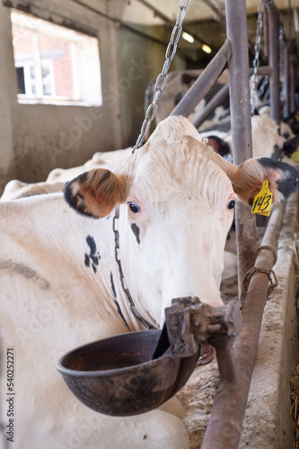 holshtain cows resting   at farm. dairy industry photo