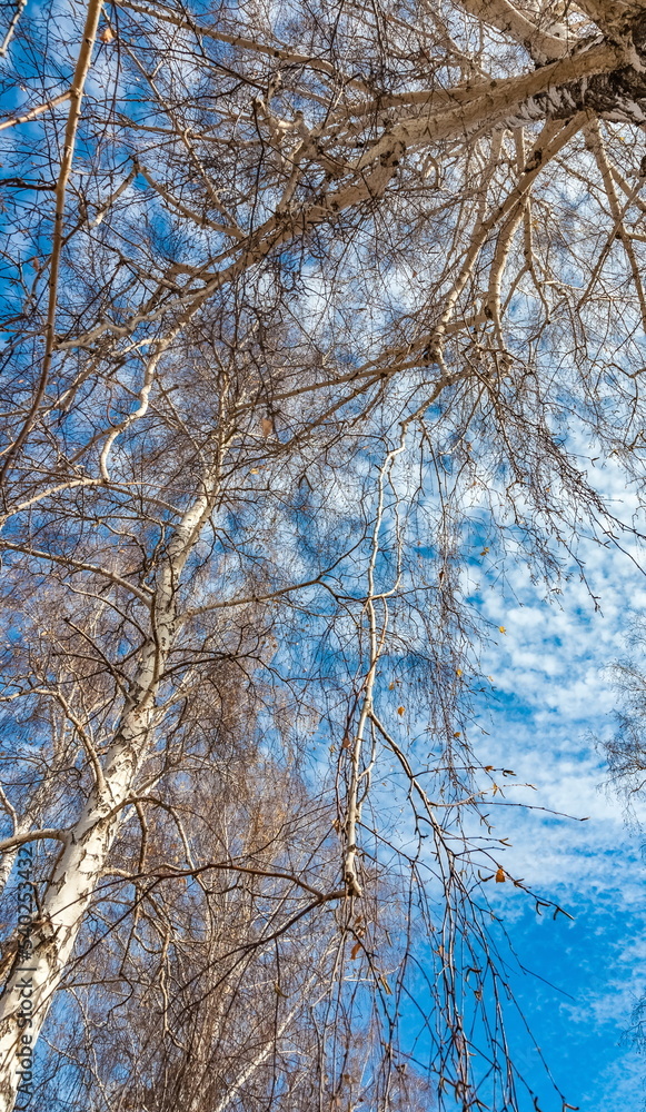 View of the tree tops from below against a blue sky with white clouds View of the tree tops from below against a blue sky with white clouds