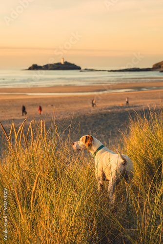 dog at beach sunset