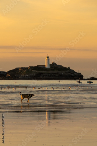lighthouse at sunset with dog