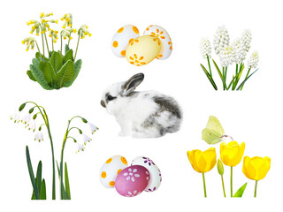 Little spotty rabbit, painted easter eggs, snowdrop, muscari, cowslip, tulip flowers and butterfly isolated trandparent png