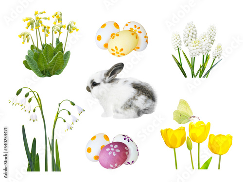 Little spotty rabbit, painted easter eggs, snowdrop, muscari, cowslip, tulip flowers and butterfly isolated trandparent png photo