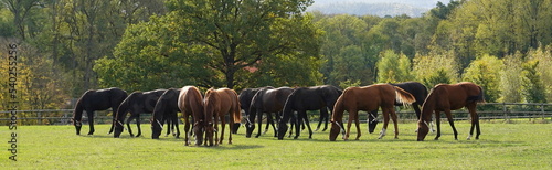 stallions on the pasture hengste auf der weide