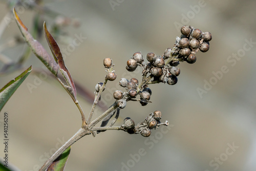 graines de gattilier photo