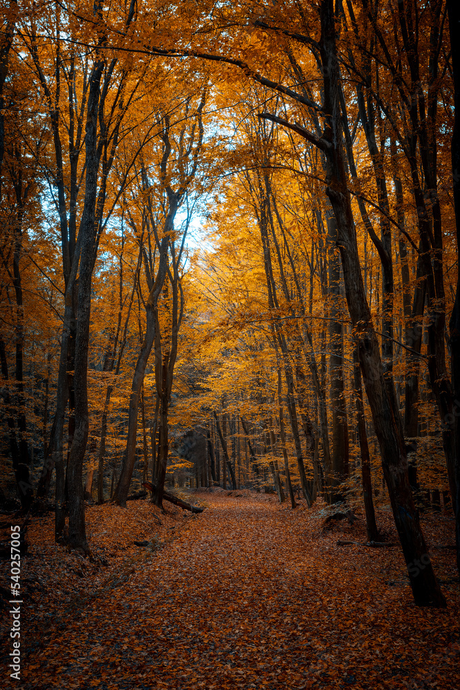 Fototapeta premium Beautiful day in a misty autumn forest in the background. Fall, autumn colorful leaves, beech tree. Landscape scene from nature, Moravian-Silesian Beskids, Czech Republic