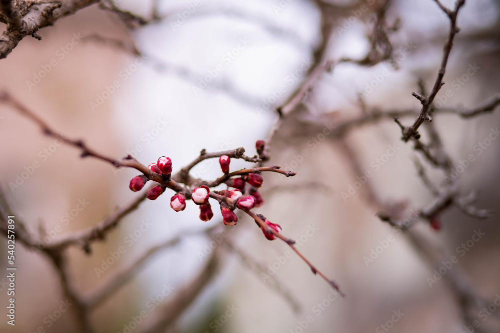 spring bloom spring bloom