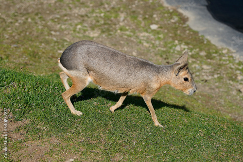 A picture of patagonian mara dolichotis patagonum hare dillaby photo