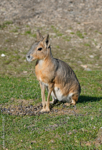 A picture of patagonian mara dolichotis patagonum hare dillaby