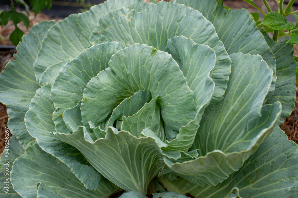 A large head of green cabbage growing in an organic garden. The large vegetable ball is deep green with the sun shining on it. The center is a lighter color green than the large leaves on the outside. A large head of green cabbage growing in an organic garden. The large vegetable ball is deep green with the sun shining on it. The center is a lighter color green than the large leaves on the outside.