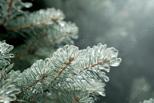 spruce branches with ice needles. beautiful fir tree in winter. sleet.