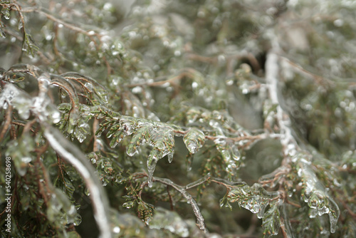 thuja twigs covered with ice. beautiful thuja in winter. sleet.