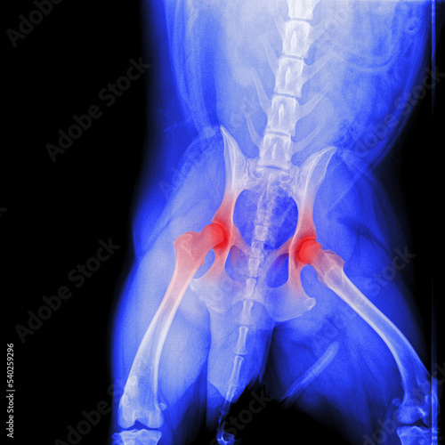X-ray film of pelvis dog anterior view with red highlight on hip joint pain area- veterinary medicine and Veterinary anatomy concept- blue tone color