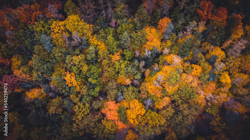 Colorful forest in autumn colours. Trees from aerial view. Landscape scene from nature. Leaves, october, fall, woods, premium background