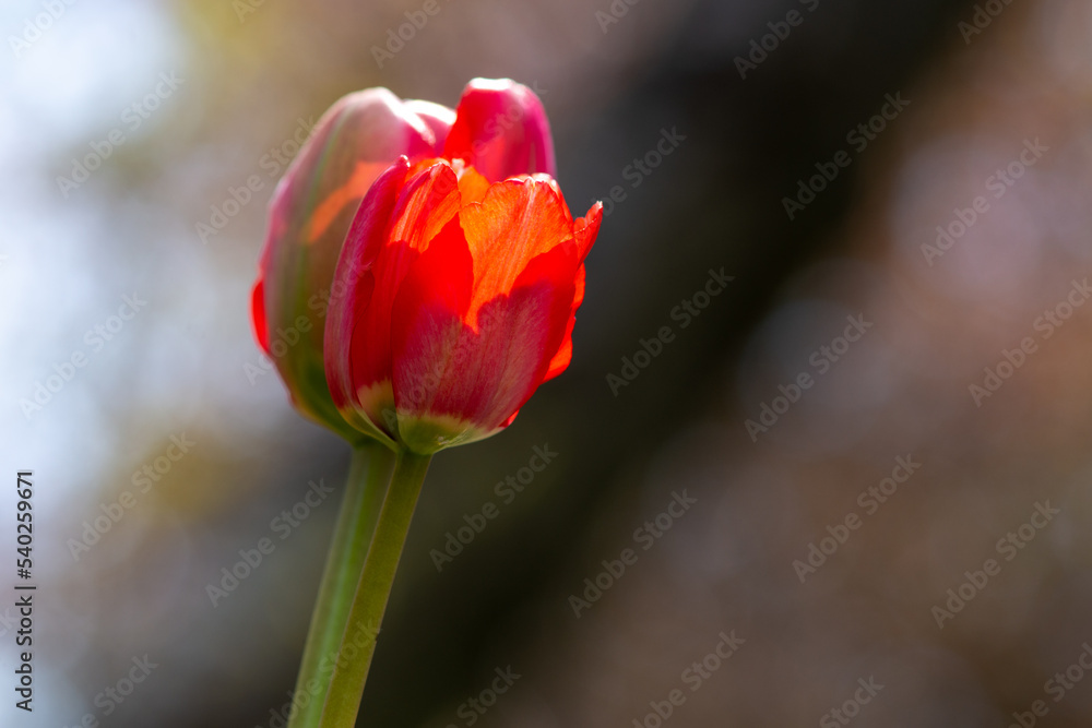 A single vibrant red tiger tulip with a long thick green stem. The head of the bulb is round and thick. The sun is shining through the thin colorful red papery petals. The background is blurred. A single vibrant red tiger tulip with a long thick green stem. The head of the bulb is round and thick. The sun is shining through the thin colorful red papery petals. The background is blurred.