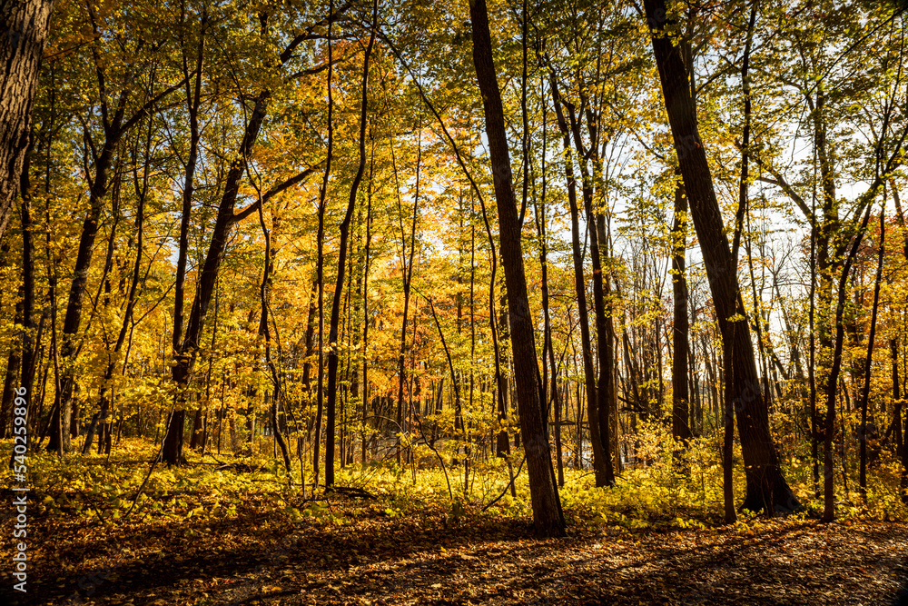 Obraz premium Leaves falling in fall 