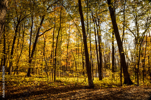 Leaves falling in fall 