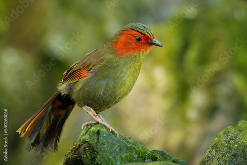 Scarlet-faced liocichla (Liocichla ripponi), with beautiful green colored background. Colorful rare bird with red feather sitting on the stone in the forest. Wildlife scene from nature, China