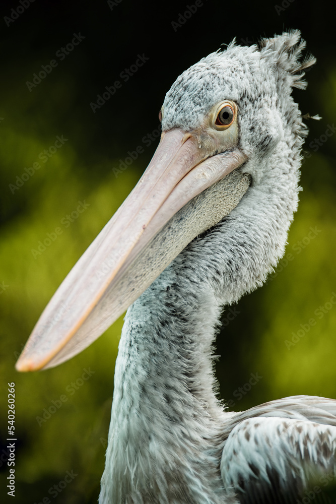 Spot-billed pelican (Pelecanus philippensis), gray pelican, with a beautiful green coloured background. A colourful waterbird with a large beak sitting on the branch. Wildlife scene from nature, India