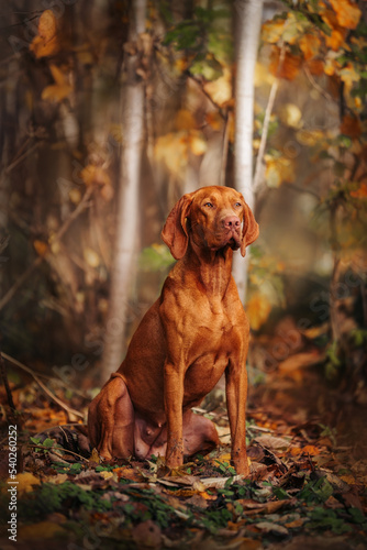 hungarian vizsla sitting in autumn forest in middle of october