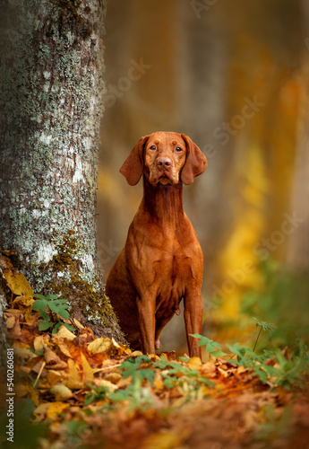 Hungarian Vizsla sitting next to an old tree in middle of autumn