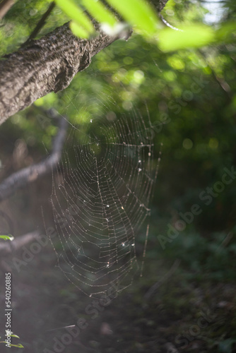 forest plants