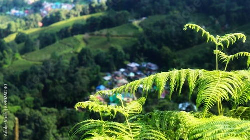 Darjeeling hill