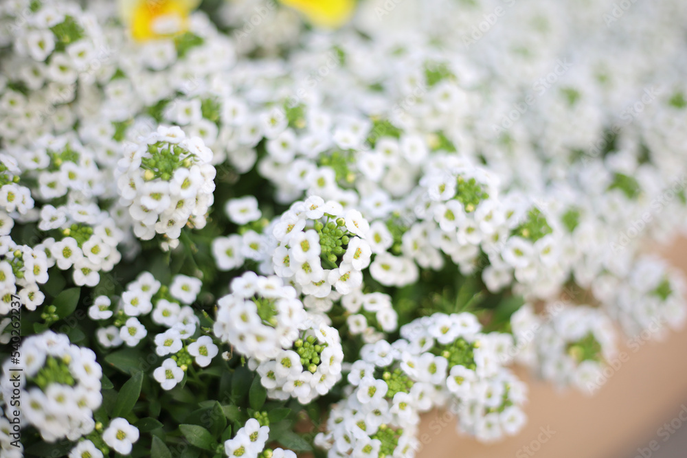 花 花