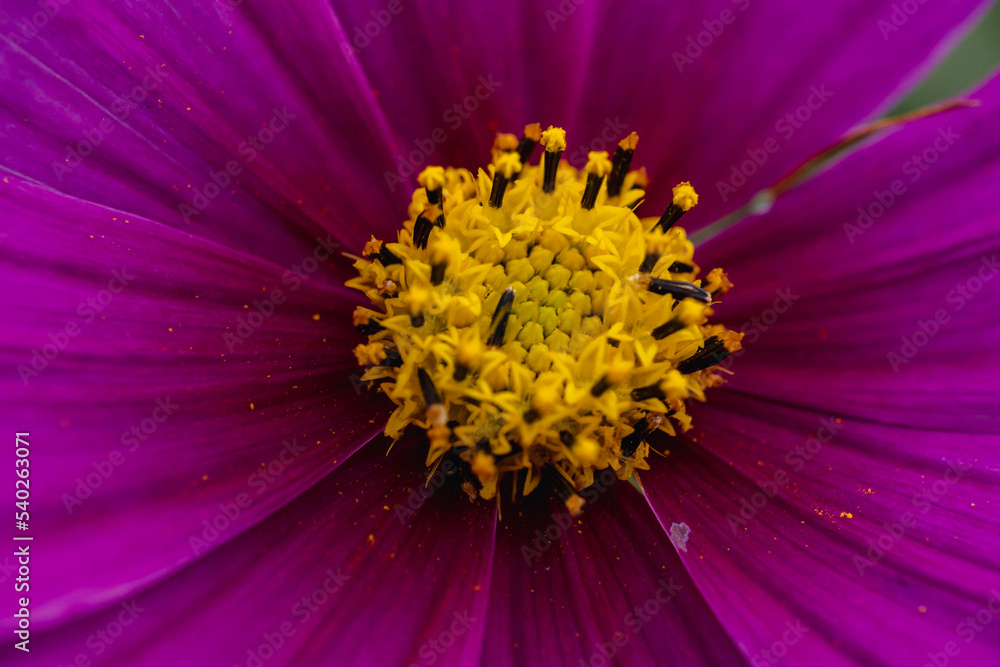 pink flower ( cosmos) in the garden pink flower ( cosmos) in the garden