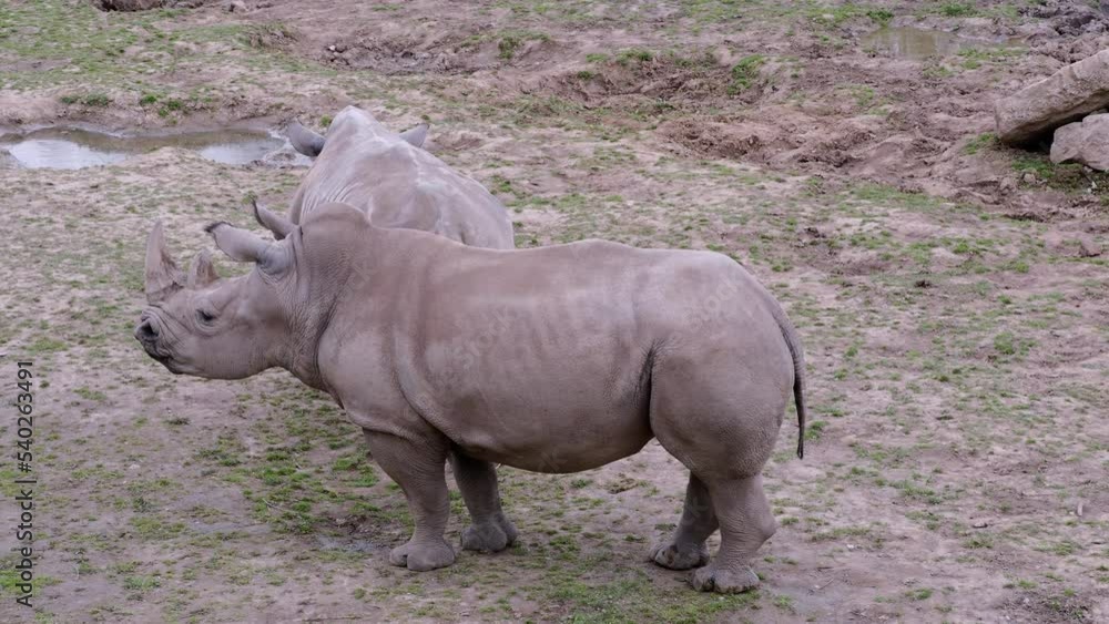 Southern white rhinoceros (Ceratotherium simum simum). Critically endangered animal species.