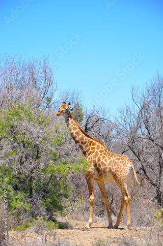 Photography Grazing giraffe