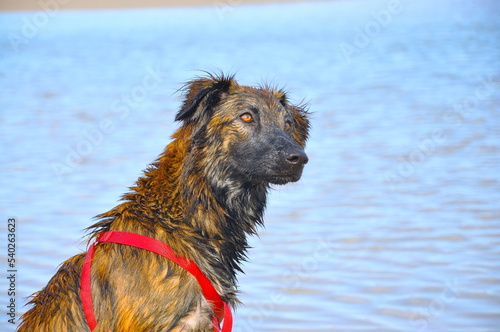 Wet dog at the beach
