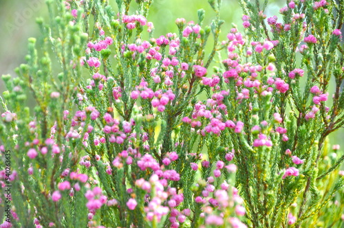 Pink flowers