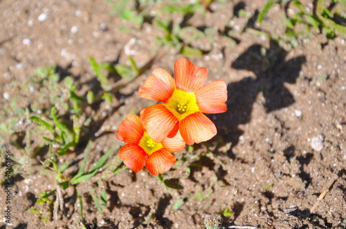 Closeup of small orange flowers