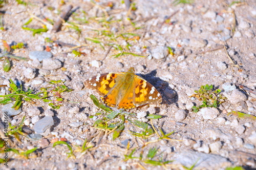 Painted lady butterfly