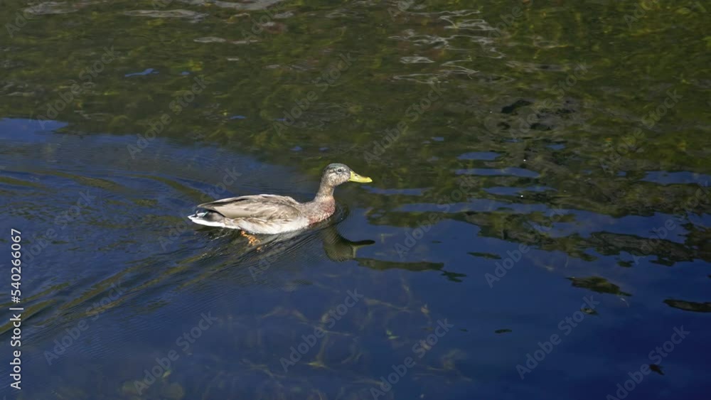 Duck swimming in clear water and meting with other unfriendly duck Duck swimming in clear water and meting with other unfriendly duck