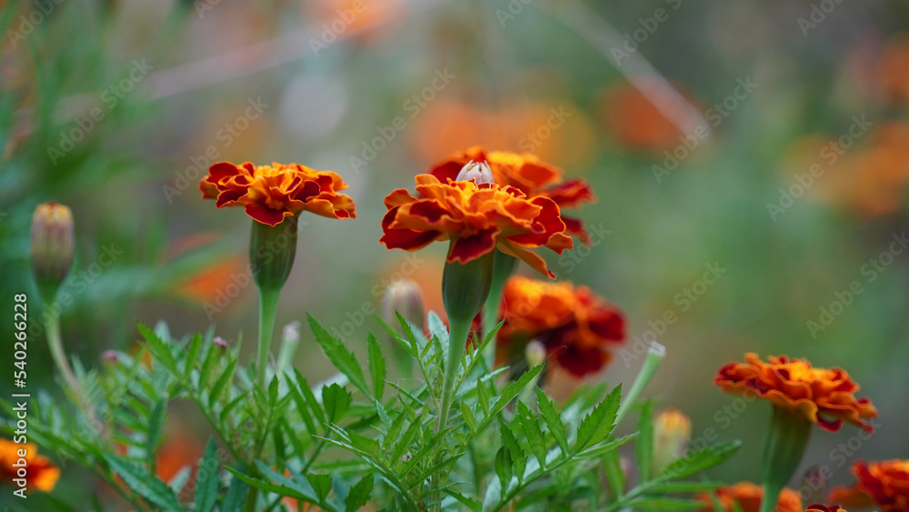 marigold, flower, nature, orange, flowers, yellow, blossom, beauty, beautiful, color marigold, flower, nature, orange, flowers, yellow, blossom, beauty, beautiful, color